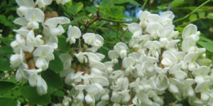 خواص اقاقیا